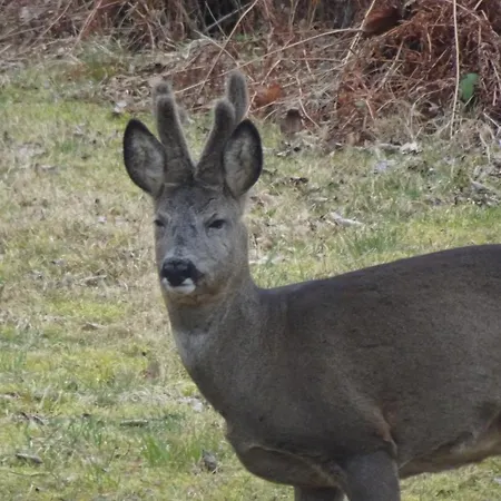Apartament Erzgebirgswohnung Goetze *