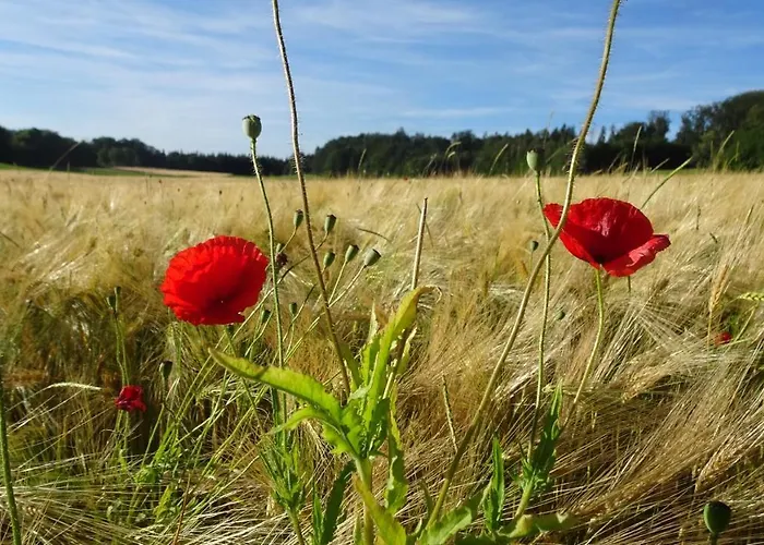 Апартаменты Erzgebirgswohnung Goetze *
