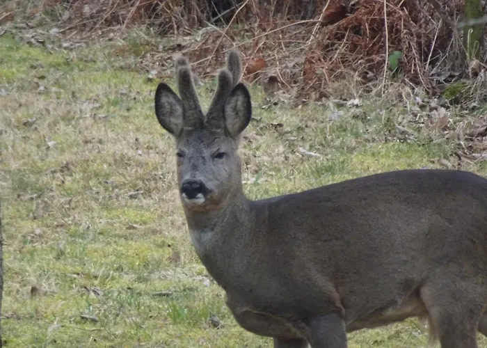 Апартаменты Erzgebirgswohnung Goetze *